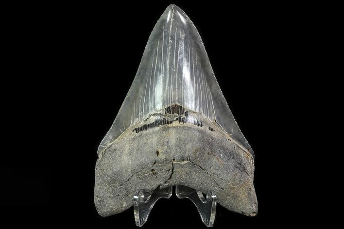 Serrated, Fossil Megalodon Tooth - Glossy Lower Tooth #82690